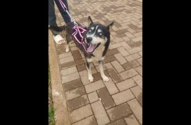 Cachorra Kiara desapareceu no bairro Floresta