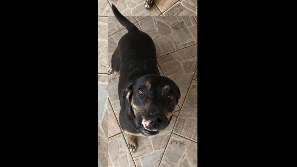 Imagem referente a Cachorra Vitória desapareceu no bairro Nova Cidade