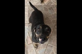 Cachorra Vitória desapareceu no bairro Nova Cidade