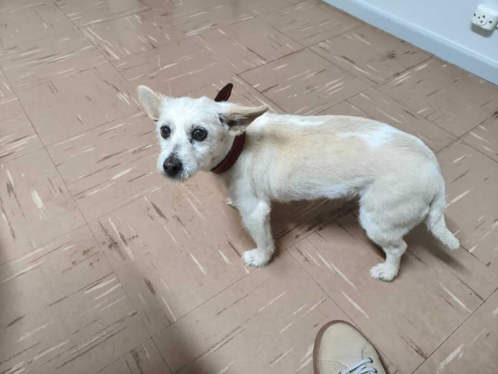 Imagem referente a Cachorra é encontrada no bairro Neva