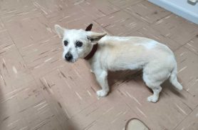 Cachorra é encontrada no bairro Neva