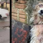 Imagem relativa a Homem é preso em flagrante pelo crime de maus-tratos contra um cãoem Francisco Beltrão