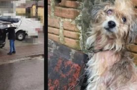 Homem é preso em flagrante pelo crime de maus-tratos contra um cãoem Francisco Beltrão