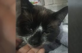 Sem condições de pagar tratamento, morador de Cascavel pede ajuda para salvar gato