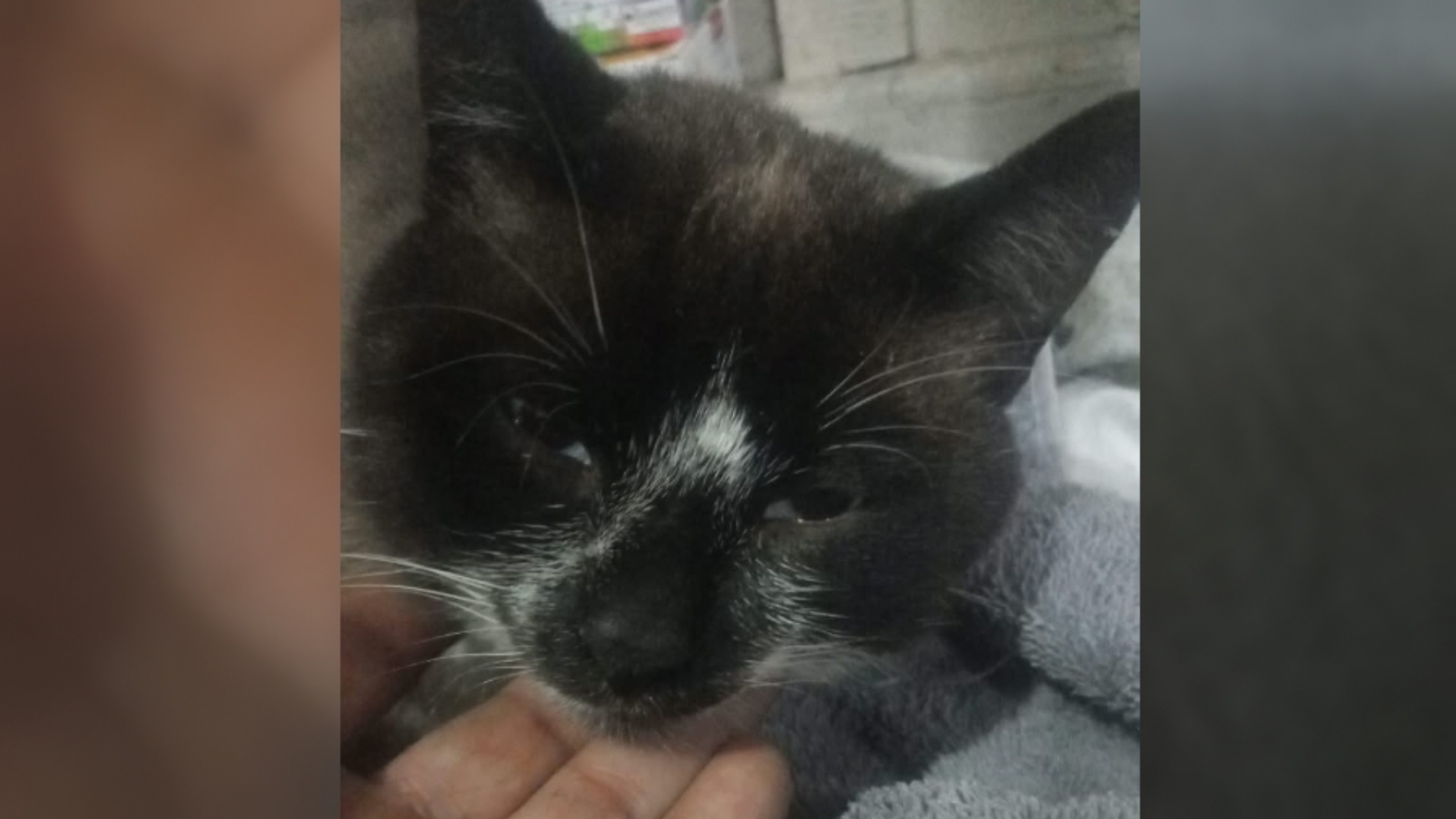 Sem condições de pagar tratamento, morador de Cascavel pede ajuda para salvar gato