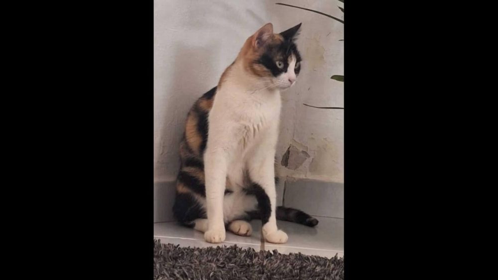 Imagem referente a Gata Princesa desapareceu no bairro Parque São Paulo