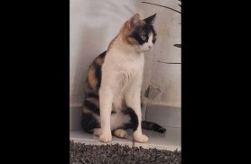 Gata Princesa desapareceu no bairro Parque São Paulo