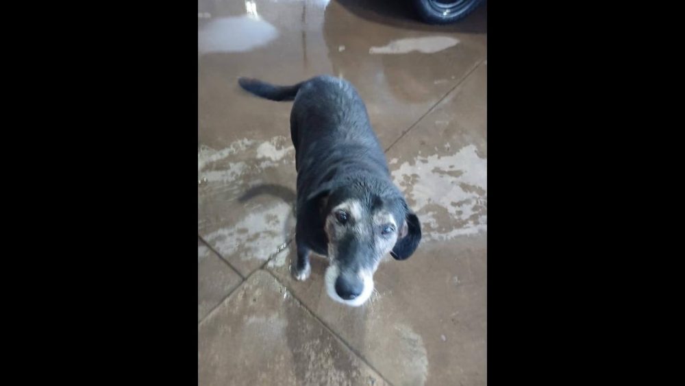 Cachorra é encontrada no bairro Claudete Imagem referente a Cachorra é encontrada no bairro Claudete