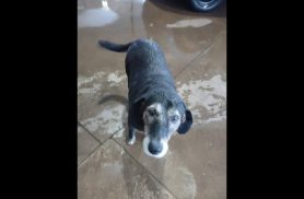 Cachorra é encontrada no bairro Claudete