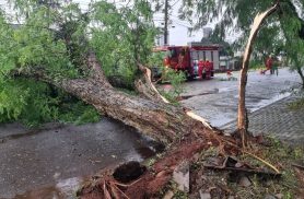 Árvore de grande porte é derrubada com fortes ventos em Cascavel