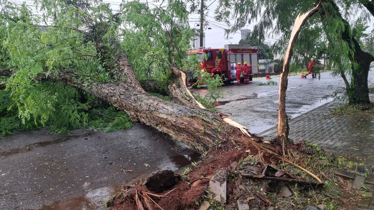 Árvore de grande porte é derrubada com fortes ventos em Cascavel