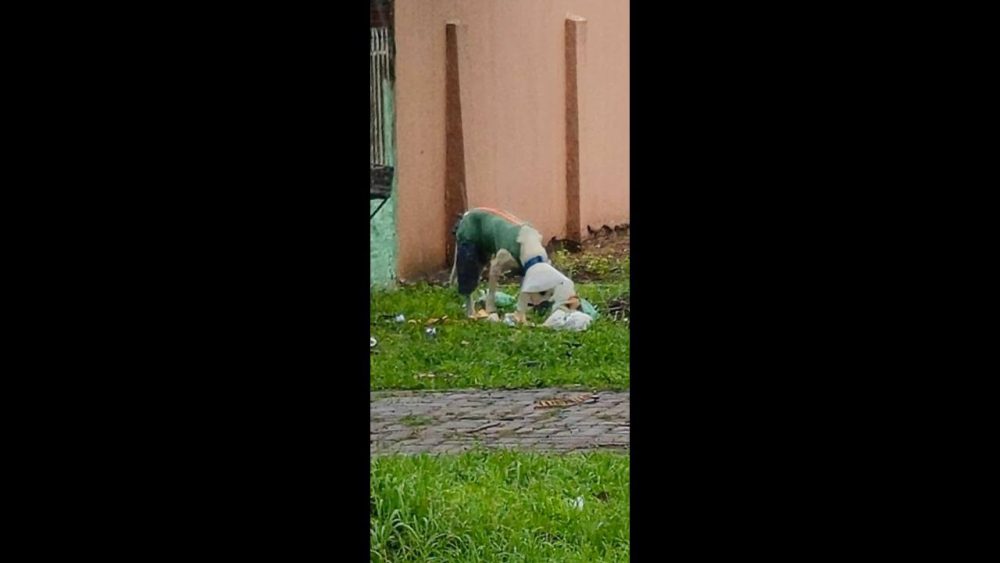 Imagem referente a Cachorro é encontrado no bairro Alto Alegre
