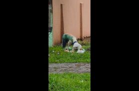 Cachorro é encontrado no bairro Alto Alegre Cachorro é encontrado no bairro Alto Alegre