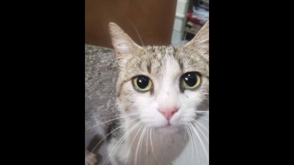 Imagem referente a Gata é encontrada no bairro Universitário