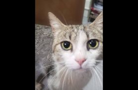 Gata é encontrada no bairro Universitário Gata é encontrada no bairro Universitário