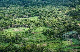Plataforma pan-amazônica reúne 232 políticas públicas para bioeconomia Plataforma pan-amazônica reúne 232 políticas públicas para bioeconomia