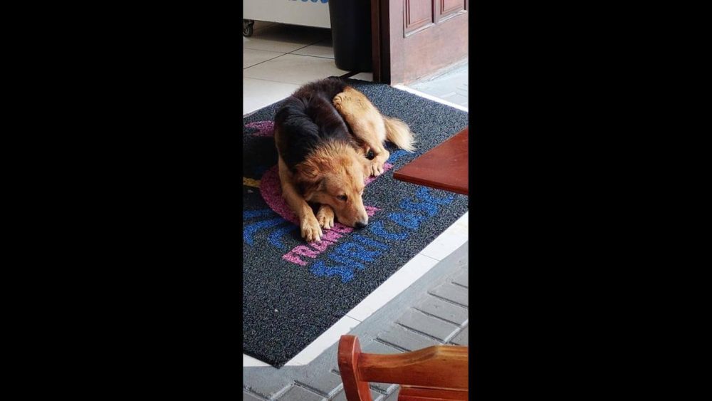 Imagem referente a Cachorro é encontrado no bairro Centro