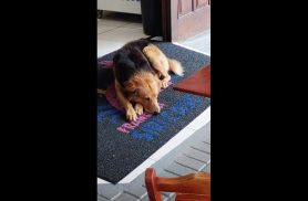 Cachorro é encontrado no bairro Centro Cachorro é encontrado no bairro Centro