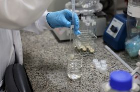 Doença de Newcastle: protocolos sanitários são cumpridos em SC Doença de Newcastle: protocolos sanitários são cumpridos em SC