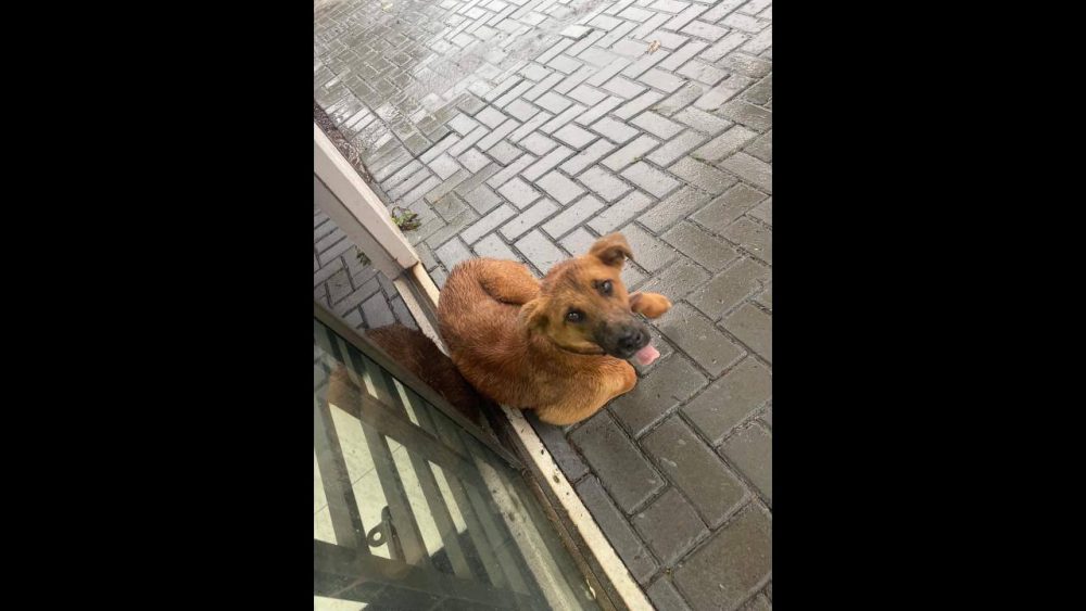 Imagem referente a Cachorra é encontrada no bairro Pioneiros Catarinenses