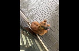Cachorra é encontrada no bairro Pioneiros Catarinenses