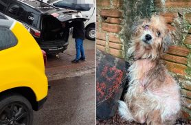 PCPR e PMPR prendem homem por maus-tratos contra cão em Francisco Beltrão PCPR e PMPR prendem homem por maus-tratos contra cão em Francisco Beltrão