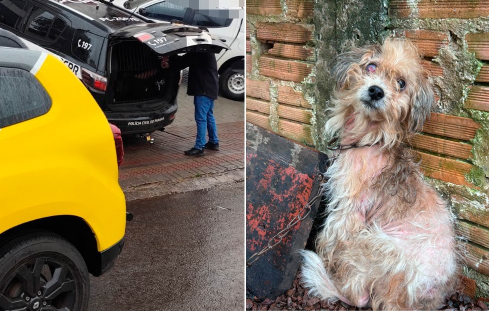Imagem referente a PCPR e PMPR prendem homem por maus-tratos contra cão em Francisco Beltrão
