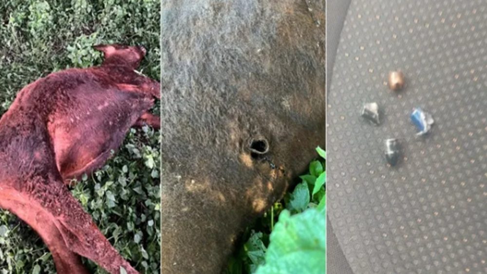 Imagem referente a Moradora denuncia morte de bovino por bala perdida em propriedade rural