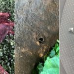 Imagem relativa a Moradora denuncia morte de bovino por bala perdida em propriedade rural
