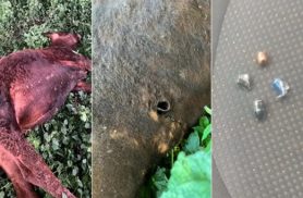 Moradora denuncia morte de bovino por bala perdida em propriedade rural Moradora denuncia morte de bovino por bala perdida em propriedade rural