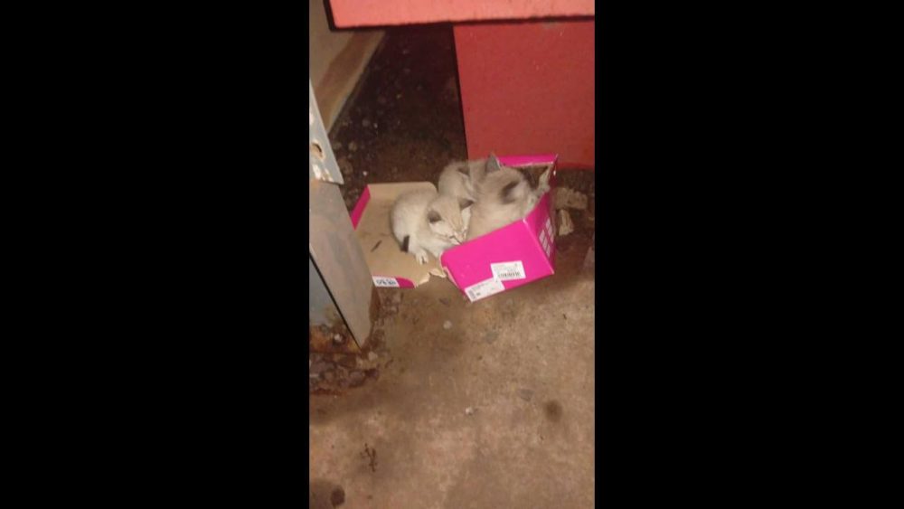 Gato é encontrado no bairro Periolo Imagem referente a Gato é encontrado no bairro Periolo