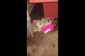 Gato é encontrado no bairro Periolo