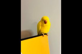 Pássaro é encontrado no bairro Vila Tolentino, em Cascavel
