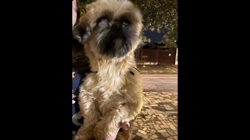 Cachorro é encontrado no bairro Coqueiral Imagem referente a Cachorro é encontrado no bairro Coqueiral