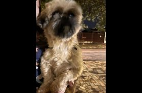Cachorro é encontrado no bairro Coqueiral Cachorro é encontrado no bairro Coqueiral
