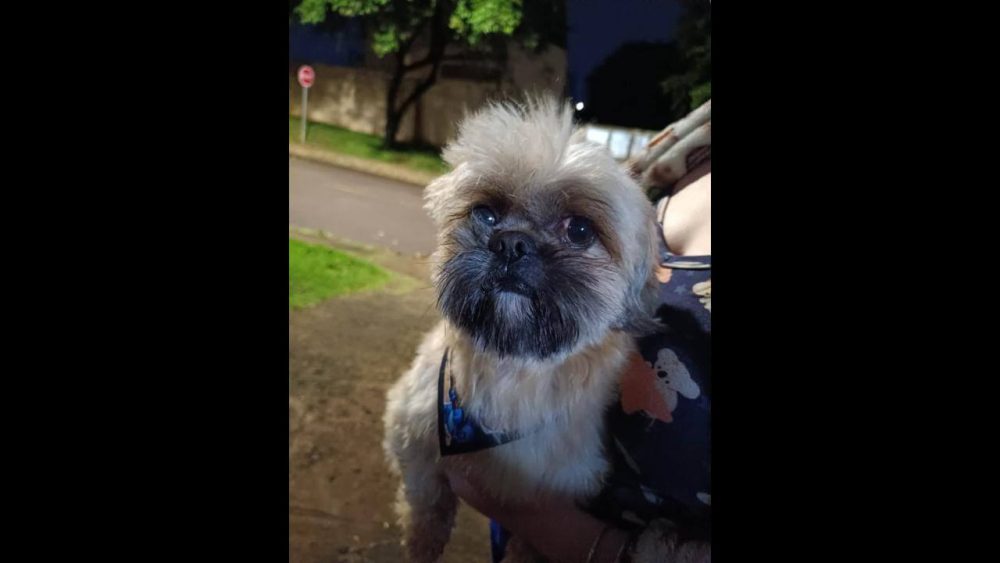 Cachorro é encontrado no bairro Coqueiral Imagem referente a Cachorro é encontrado no bairro Coqueiral