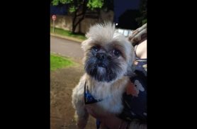 Cachorro é encontrado no bairro Coqueiral Cachorro é encontrado no bairro Coqueiral