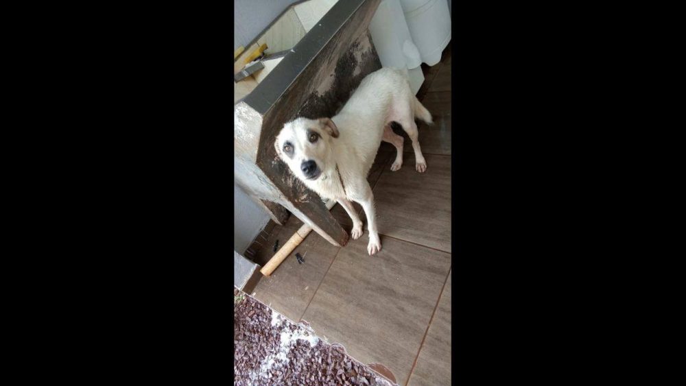 Cachorro Boby desapareceu no bairro Santa Cruz Imagem referente a Cachorro Boby desapareceu no bairro Santa Cruz