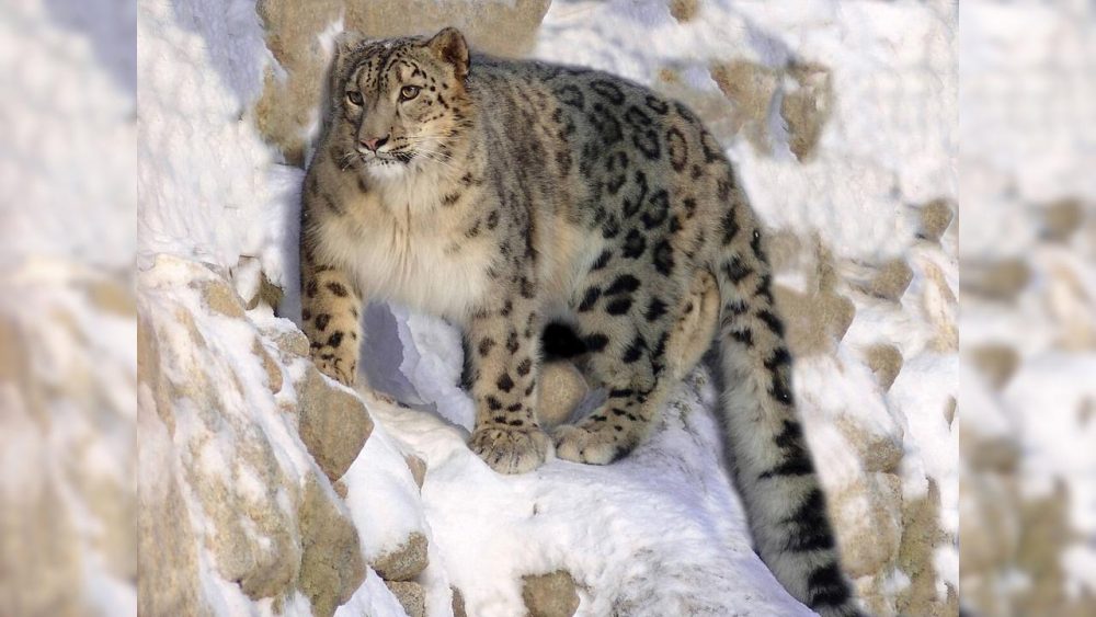 Imagem referente a Fantasma das montanhas: conheça o leopardo-das-neves e os desafios para sua sobrevivência