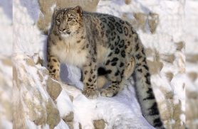 Fantasma das montanhas: conheça o leopardo-das-neves e os desafios para sua sobrevivência Fantasma das montanhas: conheça o leopardo-das-neves e os desafios para sua sobrevivência