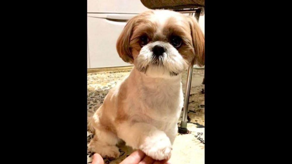 Cachorro Pepi desapareceu no bairro Brasmadeira Imagem referente a Cachorro Pepi desapareceu no bairro Brasmadeira