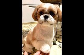 Cachorro Pepi desapareceu no bairro Brasmadeira Cachorro Pepi desapareceu no bairro Brasmadeira