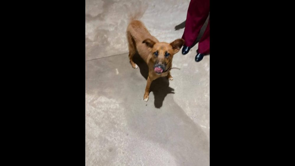 Imagem referente a Cachorro é encontrado no bairro Pioneiros Catarinenses