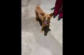 Cachorro é encontrado no bairro Pioneiros Catarinenses