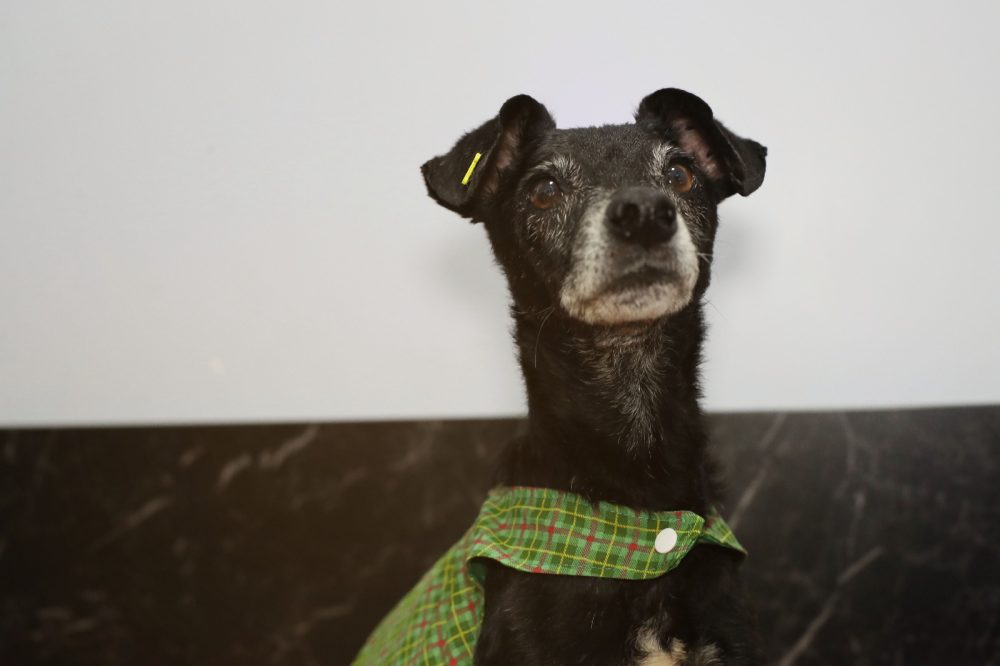 Prefeitura busca famílias para acolher cães e gatos resgatados de maus-tratos em Cascavel Imagem referente a Prefeitura busca famílias para acolher cães e gatos resgatados de maus-tratos em Cascavel