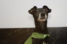Prefeitura busca famílias para acolher cães e gatos resgatados de maus-tratos em Cascavel Prefeitura busca famílias para acolher cães e gatos resgatados de maus-tratos em Cascavel