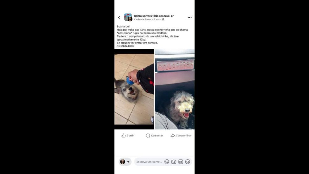 Imagem referente a Cachorra Costelinha desapareceu no bairro Universitário