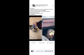 Cachorra Costelinha desapareceu no bairro Universitário