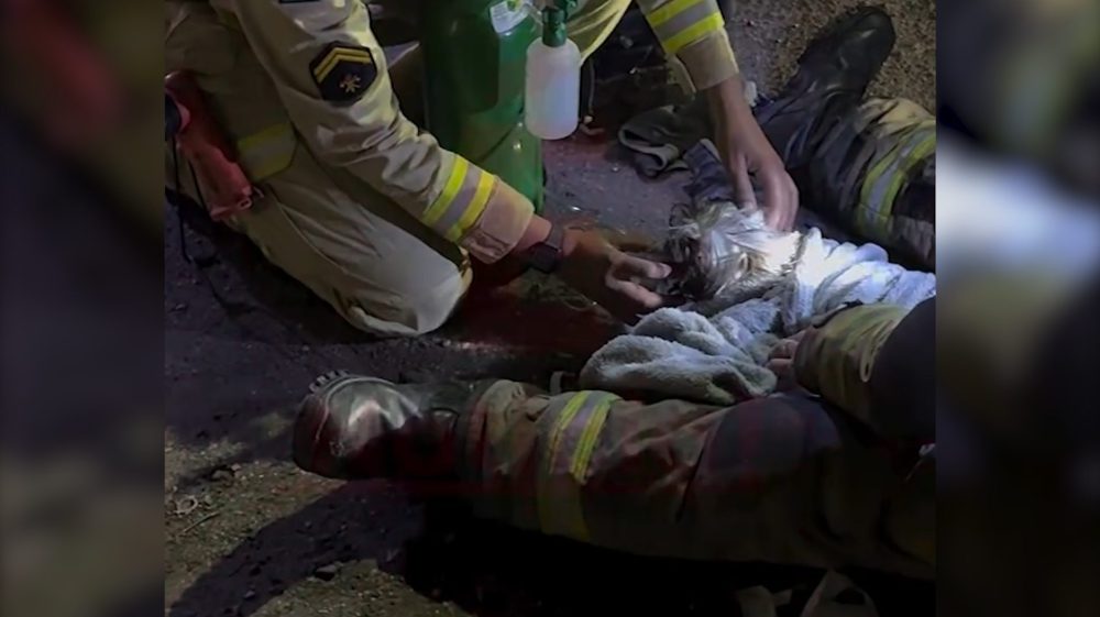 Imagem referente a Bombeiros salvam cachorro desacordado após incêndio em casa no bairro São Gabriel, em Colombo