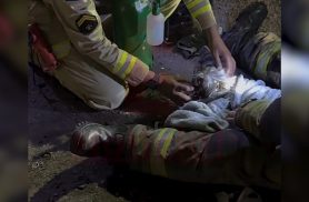 Bombeiros salvam cachorro desacordado após incêndio em casa no bairro São Gabriel, em Colombo